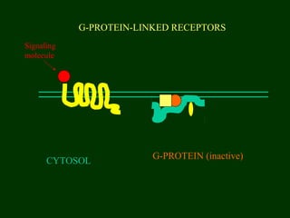 G-PROTEIN-LINKED RECEPTORS
CYTOSOL
G-PROTEIN (inactive)
Signaling
molecule
 