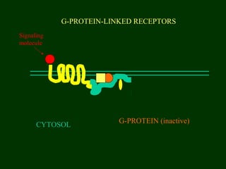 G-PROTEIN-LINKED RECEPTORS
CYTOSOL
G-PROTEIN (inactive)
Signaling
molecule
 