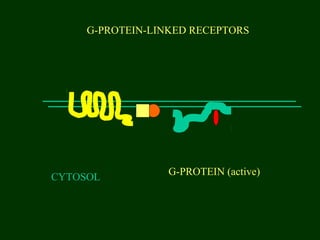 G-PROTEIN-LINKED RECEPTORS
CYTOSOL
G-PROTEIN (active)
 