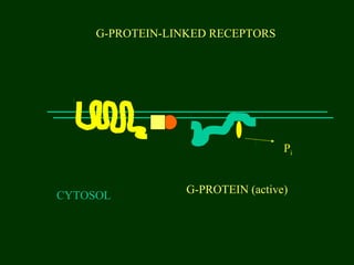 G-PROTEIN-LINKED RECEPTORS
CYTOSOL
G-PROTEIN (active)
Pi
 