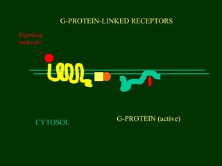 G-PROTEIN-LINKED RECEPTORS
CYTOSOL
G-PROTEIN (active)
Signaling
molecule
 