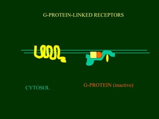 G-PROTEIN-LINKED RECEPTORS
CYTOSOL
G-PROTEIN (inactive)
 