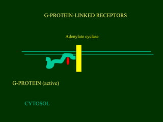 G-PROTEIN-LINKED RECEPTORS
CYTOSOL
G-PROTEIN (active)
Adenylate cyclase
 