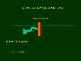 G-PROTEIN-LINKED RECEPTORS
CYTOSOL
G-PROTEIN (active)
Adenylate cyclase
 