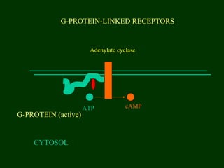 G-PROTEIN-LINKED RECEPTORS
CYTOSOL
G-PROTEIN (active)
Adenylate cyclase
ATP cAMP
 