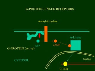 G-PROTEIN-LINKED RECEPTORS
CYTOSOL
G-PROTEIN (active)
Adenylate cyclase
ATP cAMP
A-kinase
Nucleus
CREB
 