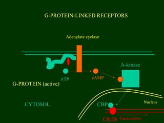 G-PROTEIN-LINKED RECEPTORS
CYTOSOL
G-PROTEIN (active)
Adenylate cyclase
ATP cAMP
A-kinase
Nucleus
TranscriptionCREB
CBP
 