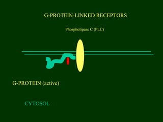 G-PROTEIN-LINKED RECEPTORS
CYTOSOL
G-PROTEIN (active)
Phospholipase C (PLC)
 