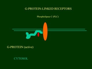 G-PROTEIN-LINKED RECEPTORS
CYTOSOL
G-PROTEIN (active)
Phospholipase C (PLC)
 
