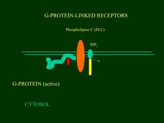 G-PROTEIN-LINKED RECEPTORS
CYTOSOL
G-PROTEIN (active)
Phospholipase C (PLC)
PIP2
 
