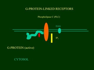 G-PROTEIN-LINKED RECEPTORS
CYTOSOL
G-PROTEIN (active)
Phospholipase C (PLC)
DAG
IP3
 