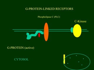 G-PROTEIN-LINKED RECEPTORS
CYTOSOL
G-PROTEIN (active)
Phospholipase C (PLC)
C-Kinase
 