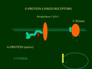 G-PROTEIN-LINKED RECEPTORS
CYTOSOL
G-PROTEIN (active)
Phospholipase C (PLC)
C-Kinase
 