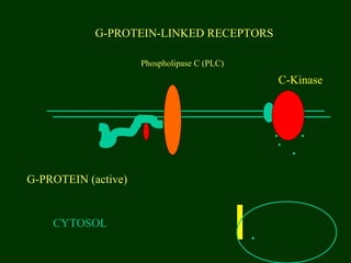 G-PROTEIN-LINKED RECEPTORS
CYTOSOL
G-PROTEIN (active)
Phospholipase C (PLC)
C-Kinase
 