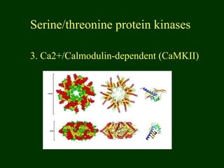 Serine/threonine protein kinases
3. Ca2+/Calmodulin-dependent (CaMKII)
 