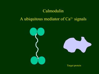 Calmodulin
A ubiquitous mediator of Ca2+
signals
Target protein
 