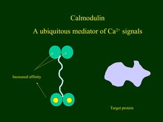 Calmodulin
A ubiquitous mediator of Ca2+
signals
Target protein
Increased affinity
 