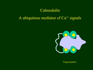 Calmodulin
A ubiquitous mediator of Ca2+
signals
Target protein
 