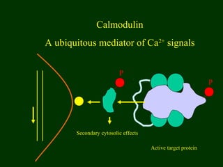 Calmodulin
A ubiquitous mediator of Ca2+
signals
Active target protein
P
P
Secondary cytosolic effects
 