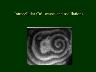 Intracellular Ca2+
waves and oscillations
 