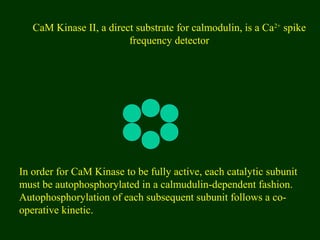CaM Kinase II, a direct substrate for calmodulin, is a Ca2+
spike
frequency detector
In order for CaM Kinase to be fully active, each catalytic subunit
must be autophosphorylated in a calmudulin-dependent fashion.
Autophosphorylation of each subsequent subunit follows a co-
operative kinetic.
 