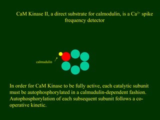 CaM Kinase II, a direct substrate for calmodulin, is a Ca2+
spike
frequency detector
In order for CaM Kinase to be fully active, each catalytic subunit
must be autophosphorylated in a calmudulin-dependent fashion.
Autophosphorylation of each subsequent subunit follows a co-
operative kinetic.
calmudulin
 