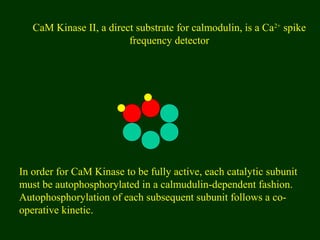 CaM Kinase II, a direct substrate for calmodulin, is a Ca2+
spike
frequency detector
In order for CaM Kinase to be fully active, each catalytic subunit
must be autophosphorylated in a calmudulin-dependent fashion.
Autophosphorylation of each subsequent subunit follows a co-
operative kinetic.
 