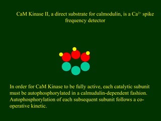 CaM Kinase II, a direct substrate for calmodulin, is a Ca2+
spike
frequency detector
In order for CaM Kinase to be fully active, each catalytic subunit
must be autophosphorylated in a calmudulin-dependent fashion.
Autophosphorylation of each subsequent subunit follows a co-
operative kinetic.
 