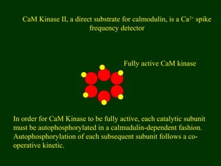 CaM Kinase II, a direct substrate for calmodulin, is a Ca2+
spike
frequency detector
In order for CaM Kinase to be fully active, each catalytic subunit
must be autophosphorylated in a calmudulin-dependent fashion.
Autophosphorylation of each subsequent subunit follows a co-
operative kinetic.
Fully active CaM kinase
 