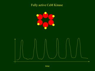 time
Fully active CaM Kinase
 
