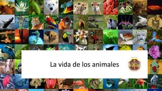La vida de los animales
 