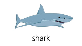 shark
 
