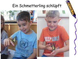 Ein Schmetterling schlüpft
 