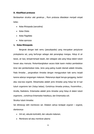 D. Klasifikasi protozoa
Berdasarkan struktur alat geraknya , filum protozoa dibedakan menjadi empat
kelas:
Kelas Rhizopoda (sarcodina)
Kelas Ciliata
Kelas Flagellata
Kelas sporozoa
1. Kelas Rhizopoda
Bergerak dengan kaki semu (pseudopodia) yang merupakan penjuluran
protoplasma sel, yang berfungsi sebagai alat penangkap mangsa. Hidup di air
tawar, air laut, tempat-tempat basah, dan sebagian ada yang hidup dalam tubuh
hewan atau manusia. Perkembangbiakan secara tidak kawin melalui pembelahan
biner dan pembentukkan kista. Jenis yang paling mudah diamati adalah Amoeba.
Pada Amoeba , pergerakkan Amoeba dengan menggunakan kaki semu terjadi
karena adanya rangsangan makanan. Makananya dapat berupa ganggang, bacteri
atau sisa-sisa organik. Ektoamoeba adalah jenis Amoeba yang hidup liar di luar
tubuh organisme lain (hidup bebas). Contohnya Amoeba proteus, Foraminifera ,
Arcella, Radiolaria. Entamoeba adalah jenis Amoeba yang hidup di dalam tubuh
organisme , contohnya Entamoeba histolityca, dan Entamoeba coli.
Struktur tubuh Amoeba:
Sel dilindungi oleh membrane sel. Didalam selnya terdapat organel – organel,
diantaranya
Inti sel, vakuola kontraktil, dan vakuola makanan.
Membrane sel atau membran plasma
11

 