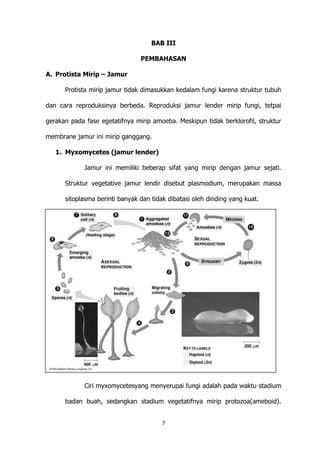 BAB III
PEMBAHASAN
A. Protista Mirip – Jamur
Protista mirip jamur tidak dimasukkan kedalam fungi karena struktur tubuh
dan cara reproduksinya berbeda. Reproduksi jamur lender mirip fungi, tetpai
gerakan pada fase egetatifnya mirip amoeba. Meskipun tidak berklorofil, struktur
membrane jamur ini mirip ganggang.
1. Myxomycetes (jamur lender)
Jamur ini memiliki beberap sifat yang mirip dengan jamur sejati.
Struktur vegetative jamur lendir disebut plasmodium, merupakan massa
sitoplasma berinti banyak dan tidak dibatasi oleh dinding yang kuat.

Ciri myxomycetesyang menyerupai fungi adalah pada waktu stadium
badan buah, sedangkan stadium vegetatifnya mirip protozoa(ameboid).
7

 