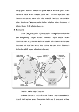 Tetapi perlu diketahui bahwa baik pada stadium miselium (pada waktu
terbentuk badan buah) maupun pada waktu stadium vegetative pada
dasarnya strukturnya sama saja, yaitu senositik dan tetap menunjukkan
aliran sitoplasma. Walaupun pada stadium miselium aliran sitoplasma ini
dibatasi dalam dinding badan buahnya.
2. Oomycota
Tubuh Oomycota (jamur air) trsusun atas benang hifa tidak bersekat
dan mengandung banyak nukleus. Oomycota dapat dengan mudah
ditemukan pada bingkai tubuh ikan atau bangkai tubuh hewan lainnya yang
tergenang air sehingga sering juga disebut dengan jamur. Oomycota
berkembang biak secara seksual dan aksesual.

Gambar . Siklus hidup Oomycota
Beberapa Oomycota hidup di saproit dengan cara menguraikan zat
organik dari bangkai seperi Saprolegina. Beberapa di antaranya ad juga
8

 