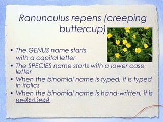 Ranunculus repens (creeping
buttercup)
• The GENUS name starts
with a capital letter
• The SPECIES name starts with a lower case
letter
• When the binomial name is typed, it is typed
in italics
• When the binomial name is hand-written, it is
underlined
 