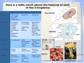 Here is a table which shows the features of each
of the 5 kingdoms:
BACTERIUM
AMOEBA
MOULD
YEAST
TOADSTOOL
  Prokaryota: Protoctista: Fungi:
Cell type Prokaryotic
Very small
Typically 
<10µm across 
Eukaryotic Eukaryotic
Organisation Unicellular
No distinct 
nucleus
A single 
circular 
chromosome
No 
membrane-
bound 
organelles
Multicellular 
or unicellular
 
Simple basic 
body 
structure
Multicellular
Most are 
made up a 
network of 
thread-like 
strands called 
hyphae
Cell walls 
made of chitin
Nutrition Miscellaneous Either 
photosynthesi
se or feed on 
organic 
matter
Heterotrophic 
- mostly 
saprobiontic
(decay)
- no photosyn
Reproduction Mostly 
asexual
Asexual 
and/or sexual
Most have 
sexual and 
asexual 
Examples Bacteria /
Cyanobacteri
a
(blue-green 
bacteria)
Algae / 
Protozoa
e.g. Amoeba 
and 
Paramecium
Mould / Yeast 
/ Mushrooms
 