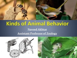 Naveed Akhtar
Assistant Professor of Zoology
 