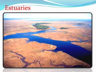 Estuaries
 