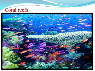 Coral reefs
 