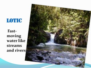 Lotic
Fast-
moving
water like
streams
and rivers
 
