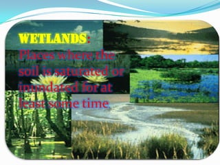 Wetlands:
Places where the
soil is saturated or
inundated for at
least some time.
 