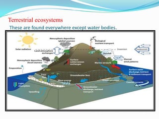 Terrestrial ecosystems
These are found everywhere except water bodies.
 
