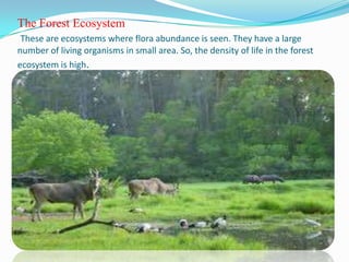 The Forest Ecosystem
 These are ecosystems where flora abundance is seen. They have a large
number of living organisms in small area. So, the density of life in the forest
ecosystem is high.
 