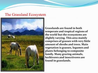 The Grassland Ecosystem


                      Grasslands are found in both
                      temperate and tropical regions of
                      the world but the ecosystems are
                      slightly varying. This area mainly
                      comprises of grasses with very little
                      amount of shrubs and trees. Main
                      vegetation is grasses, legumes and
                      plants belonging to composite
                      family. Many grazing animals,
                      herbivores and insectivores are
                      found in grasslands.
 