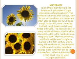 Sunflower
     is an annual plant native to the
     Americas. It possesses a large
  inflorescence (flowering head). The
sunflower is named after its huge, fiery
 blooms, whose shape and image are
 often used to depict the sun. It has a
   rough, hairy stem, broad, coarsely
   toothed, rough leaves and circular
heads of flowers. The heads consist of
 many individual flowers which mature
into seeds, often in the hundreds, on a
 receptacle base. From the Americas,
    sunflower seeds were brought to
   Europe in the 16th century, where,
 along with sunflower oil, they became
    a widespread cooking ingredient.
 Leaves of the sunflower can be used
as cattle feed, while the stems contain
       a fibre which may be used
           in paper production.
 