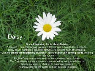 Daisy :
                       Some Interesting Facts about Daisies
    A Daisy is a perennial whose evergreen leaves form a basal tuft or a rosette.
      Daisy flower plant has a prostrate fashion or a growing habit of spreading.
Daisies can be propagated by division in spring or through sowing seeds in spring
                                    or late autumn.
           English Daisy is a serious weed in the northwest United States.
       The Daisy flowers open at dawn and are visited by many small insects.
                  Daisies are used by children to make daisy chains.
               The Daisy's leaves are edible and can be used in salads.
 