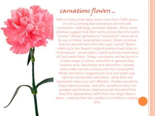carnations flowers ..
 With a history that dates back more than 2,000 years,
        it's not surprising that carnations are rich with
 symbolism, mythology and even debate. While some
scholars suggest that their name comes from the word
 "corone" (flower garlands) or "coronation" because of
   its use in Greek ceremonial crowns, others propose
    that it’s derived from from the Latin "carnis" (flesh)
  referring to the flower's original pinkish-hued color or
"incarnacyon" (incarnation), referring to the incarnation
 of God-made flesh. Today, carnations can be found in
     a wide range of colors, and while in general they
     express love, fascination and distinction, virtually
     every color carries a unique and rich association.
    White carnations suggest pure love and good luck,
       light red symbolizes admiration, while dark red
 represents deep love and affection. Purple carnations
   imply capriciousness, and pink carnations carry the
    greatest significance, beginning with the belief that
    they first appeared on earth from the Virgin Mary’s
tears – making them the symbol of a mother's undying
                               love.
 