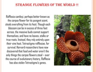 strange flowers of the world !!


 Rafflesia cantleyi, perhaps better known as
   the corpse flower for its pungent scent,
steals everything from its host. Though each
    blossom can be in excess of three feet
  across, the massive buds cannot support
  themselves, and have no leaves, stalks or
 true roots. Instead, they rely entirely upon
 their vine host, Tetrastigma rafflesiae, for
   survival. Harvard researchers have now
  discovered that food and water aren’t the
 only things the corpse flowers steal – over
the course of evolutionary history, Rafflesia
     has also stolen Tetrastigma‘s genes.
 